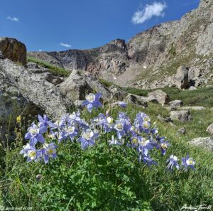 Columbine Upper Bear Tracks Valley - colorado - 5 aug 2023