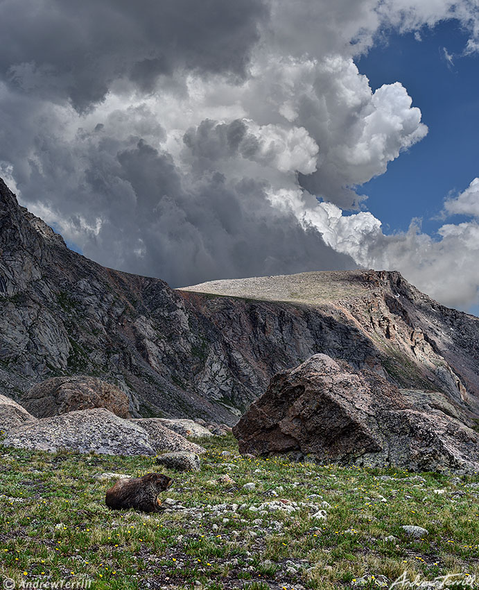 marmot and approaching storm colorado abyss lake 15 july 2023