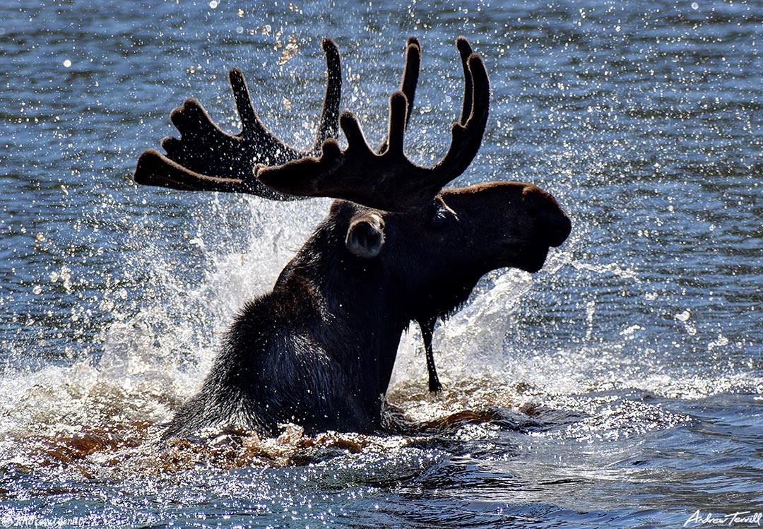 splashing moose - guanella pass - 7-24-23