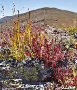 fall tundra colors Geneva Mountain Guanella Pass 22 September 2023