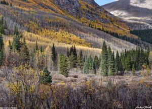 abyss trail aspen 4 october 2023