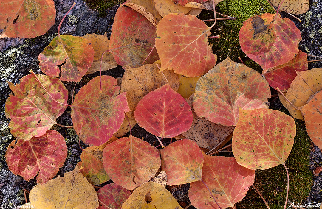 aspen leaves 5 october 2023