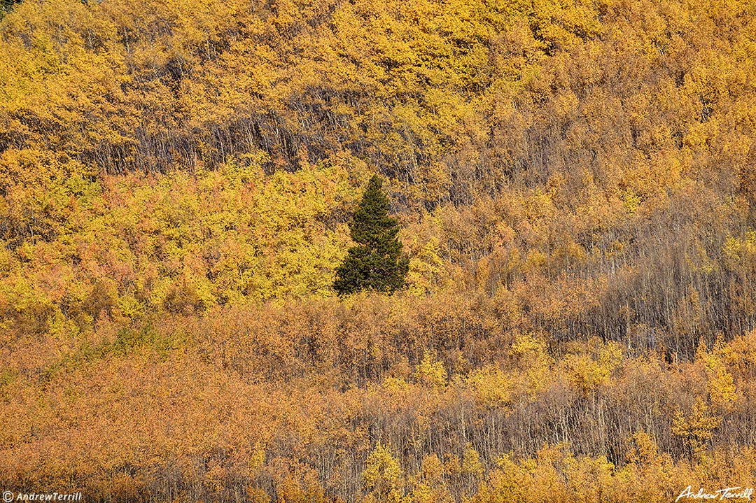 aspen and pine abyss trail 5 october 2023