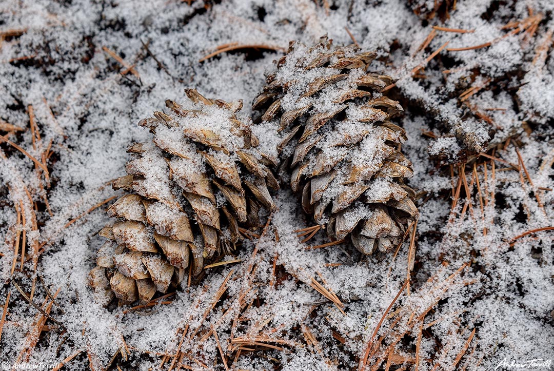 pine cones in a dusting of snow 28 October 2023