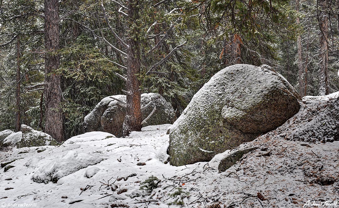 snow in the forest 28 October 2023