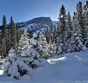 Snowy forest chicago creek valley 10 November 2023