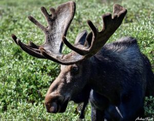 Bull moose in willows Guanella Pass Colorado 24 July 2023