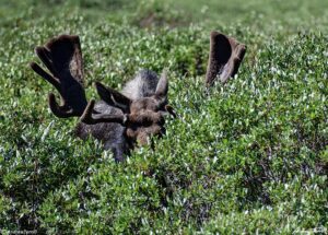 moose in willows Guanella Pass Colorado 24 July 2023