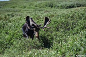 Bull moose willows Guanella Pass Colorado 24 July 2023