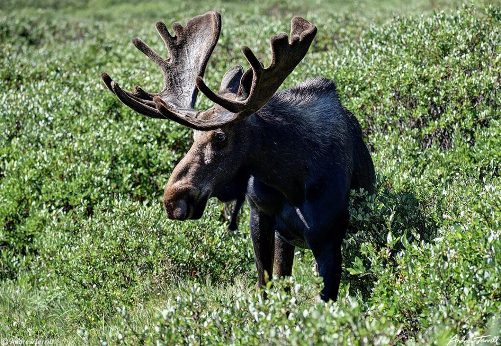 Bull moose in willows Guanella Pass Colorado 24 July 2023