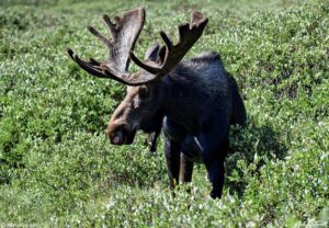 Bull moose in willows Guanella Pass Colorado 24 July 2023