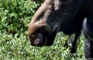 bull moose and fly close up Guanella Pass Colorado 24 July 2023