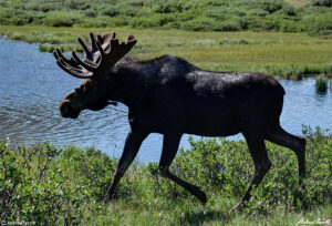 bull moose lake Guanella Pass Colorado 24 July 2023