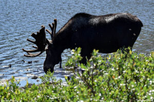 bull moose drinking lake Guanella Pass Colorado 24 July 2023