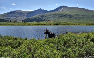 bull moose lake Guanella Pass Colorado 24 July 2023