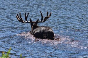 bull moose swimming lake Guanella Pass Colorado 24 July 2023