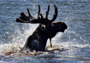 splashing moose guanella pass 7-24-23