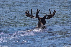 bull moose swimming lake Guanella Pass Colorado 24 July 2023