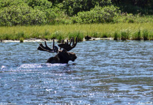 bull moose swimming lake Guanella Pass Colorado 24 July 2023