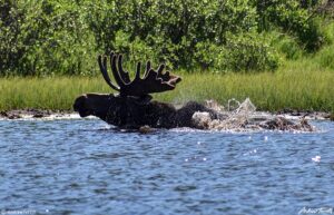 bull moose swimming mud lake Guanella Pass Colorado 24 July 2023