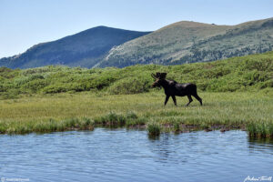 bull moose lake Guanella Pass Colorado 24 July 2023