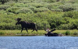 two bull moose lake Guanella Pass Colorado 24 July 2023