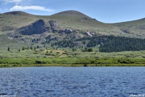 two bull moose lake Guanella Pass Colorado 24 July 2023