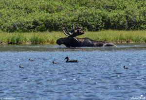 moose ducks lake Guanella Pass Colorado 24 July 2023