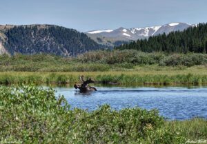 moose swimming across lake Guanella Pass Colorado 24 July 2023