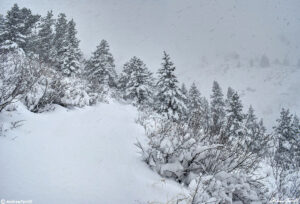 mount galbraith in heavy snow