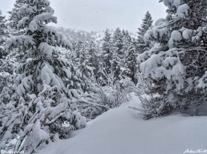 winter woods in snow colorado foothills 10 february 2024