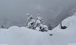 winter woods in snow colorado foothills 10 february 2024