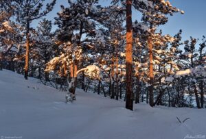 morning light forest snow mount gabraith - 4 feb 2024