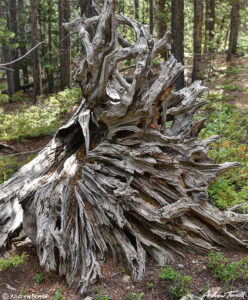 roots colorado 28 july 2023