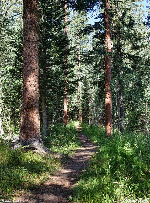 forest trail colorado 28 july 2023