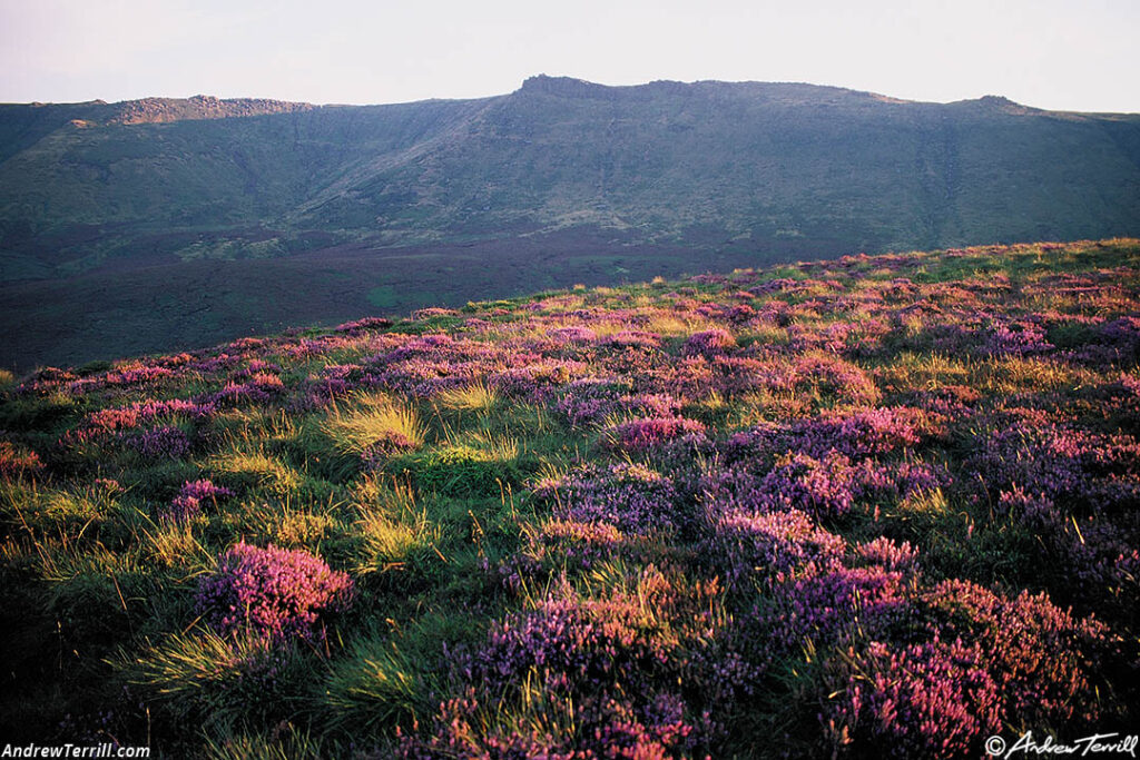 kinder scout heather