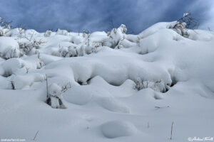 snow covered mountain mahogany thickets golden 15 march 2024