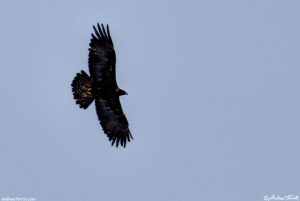 eagle - north table mountain - 15 march 2024