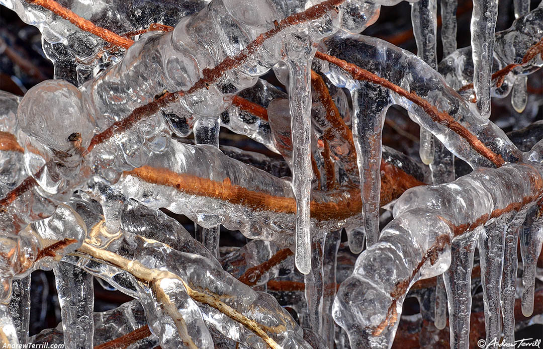  Ice splashed on plants icicles detail 