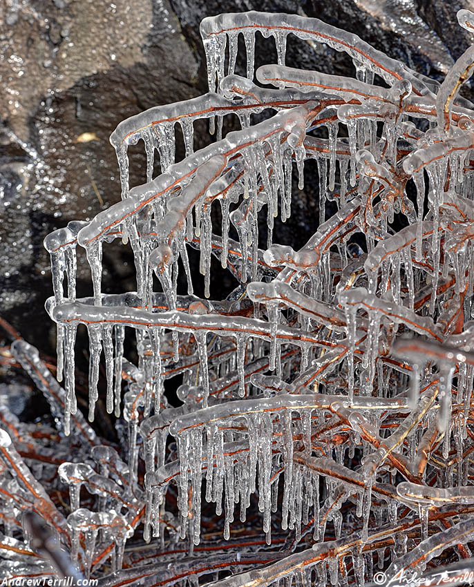 Ice splashed on plants icicles detail - 26 March 2024