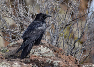 raven on north table mountain