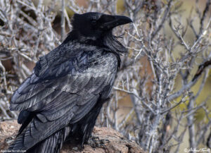 raven close up on north table mountain