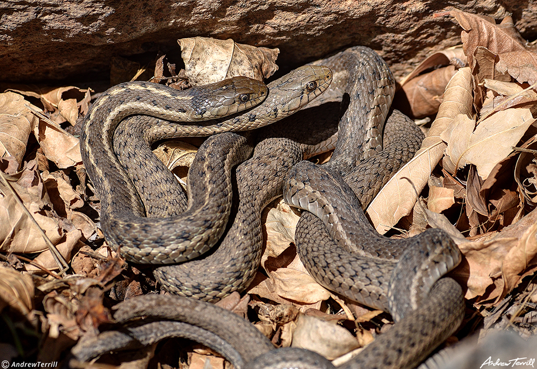 mating garter snakes