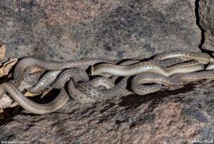 garter snakes