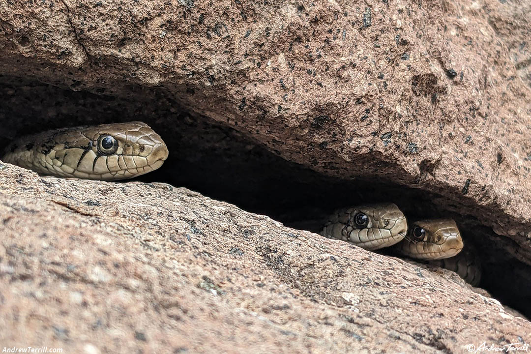 western terrestrial garter snake