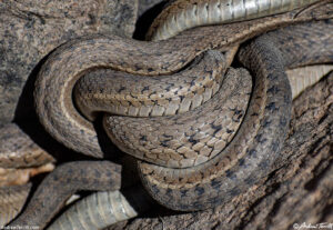 garter snakes coils