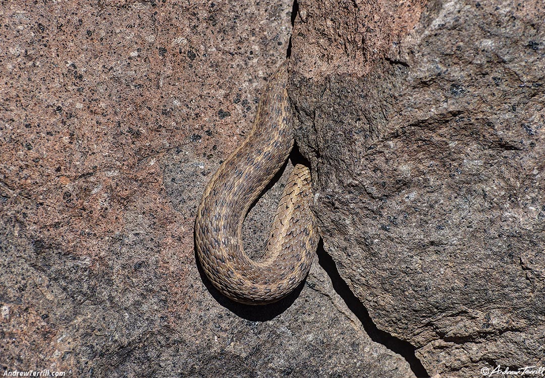 garter snakes coils in rock