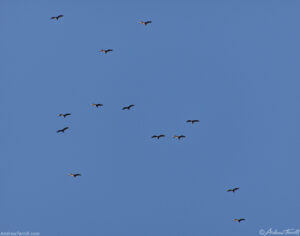 turkey vultures soaring above Golden