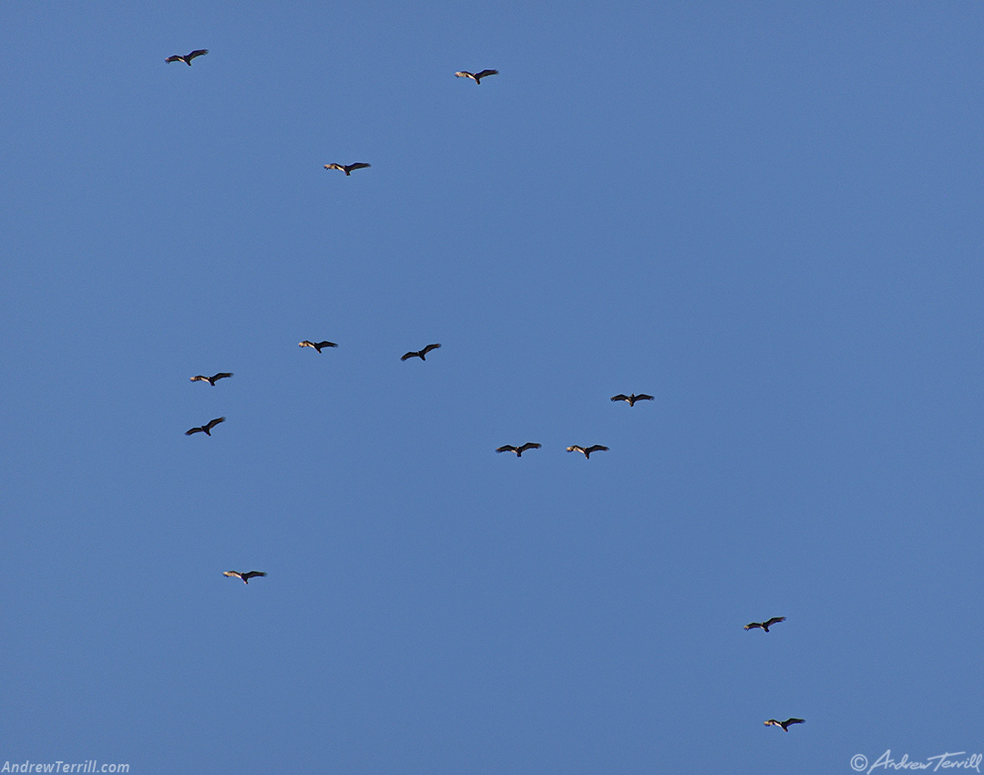 turkey vultures soaring above Golden