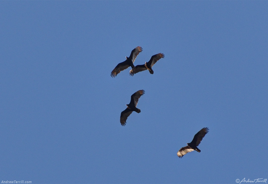 turkey vultures soaring above Golden